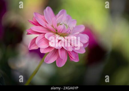 Einzelne dhalia-Blume im Drachengarten Stockfoto