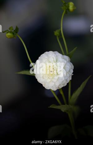 Einzelne dhalia-Blume im Drachengarten Stockfoto