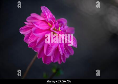 Einzelne dhalia-Blume im Drachengarten Stockfoto