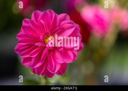 Einzelne dhalia-Blume im Drachengarten Stockfoto