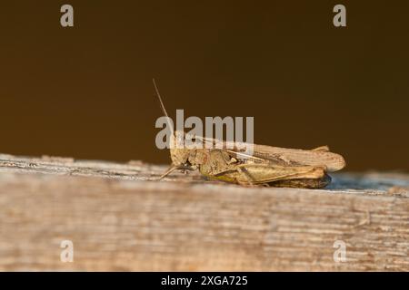 Grashüpfer-Weibchen aus der Chorthippus biguttulus-Gruppe. Bugflügelgrasschrecken (Chorthippus biguttulus). Bogengeflügelter Heuschrecken Stockfoto