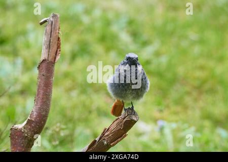 Junge männliche schwarze Rotstarte (Phoenicurus ochruros). Junger männlicher schwarzer Rotschopf auf einem Baum Stockfoto