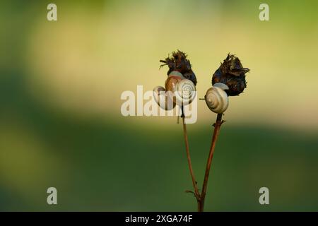 Helicella itala am Morgen auf einer Wiese in Brandenburg. Gewöhnliche Heideschnecke, auch westliche Heideschnecke genannt Stockfoto