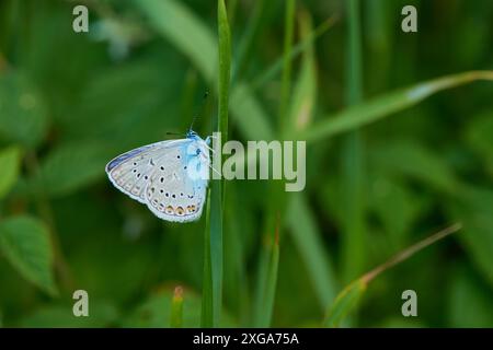 Amandas blauer Mann (Polyommatus amandus), Amandas blauer Mann Stockfoto