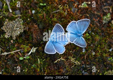 Amandas blauer Mann. amanda-Blau (Polyommatus amandus) männlich Stockfoto