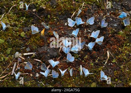 Amandas blauer (Polyommatus amandus) männlich, Amandas blaue Schmetterlinge männlich Stockfoto