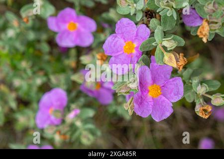 Weiße Rosa, Cistus albidus, Mallorca, Balearen, Spanien Stockfoto