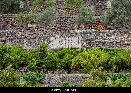 Terrassen mit Orangenhainen, Fornalutx, Sollertal Route, Mallorca, Balearen, Spanien Stockfoto