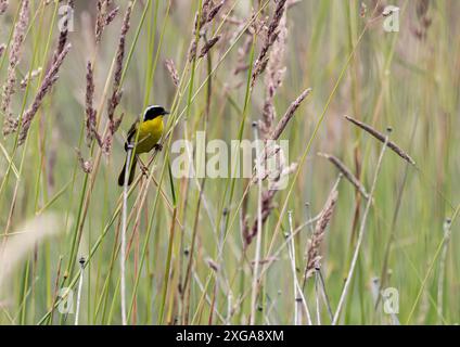 Ein gelblicher Gelbwurz ' Geothlypis trichas ' sucht in einem grasbewachsenen Sumpfgebiet nach Nahrung. Stockfoto