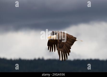 Ein Weißkopfseeadler ' Haliaeetus leucocephalus ' schwingt über den Boden und sucht nach Nahrung. Stockfoto