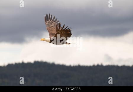 Ein Weißkopfseeadler ' Haliaeetus leucocephalus ' schwingt über den Boden und sucht nach Nahrung. Stockfoto