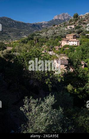 Olivenhain und Puig Major im Hintergrund, Soller Tal, Mallorca, Balearen, Spanien Stockfoto