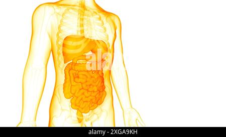 3D-Illustrationskonzept der Anatomie des menschlichen Verdauungssystems Stockfoto