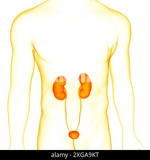 3D-Illustrationskonzept der Nieren des menschlichen Harnsystems mit Blasenanatomie Stockfoto