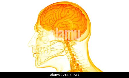 3D-Illustrationskonzept des Zentralorgans des menschlichen Nervensystems Hirnanatomie Stockfoto