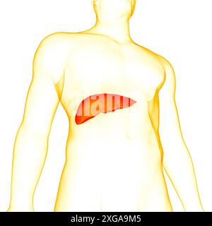 3D-Illustrationskonzept der menschlichen inneren Verdauungsorganleberanatomie Stockfoto