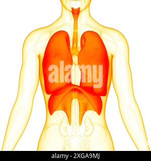 3D-Illustrationskonzept der Lunge des menschlichen Atmungssystems mit Zwerchfellanatomie Stockfoto