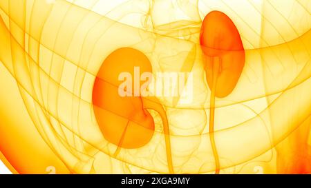 3D-Illustrationskonzept der Nierenanatomie des menschlichen Harnsystems Stockfoto