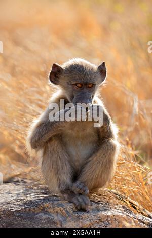 Ein junger Chacma-Pavian (Papio ursinus), der in einem natürlichen Lebensraum im Kruger-Nationalpark in Südafrika sitzt Stockfoto