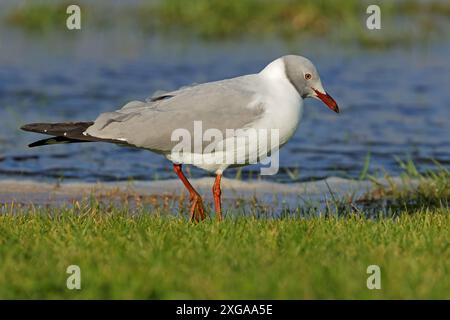 Eine Graumöwe (Chroicocephalus cirrocephalus) im natürlichen Lebensraum Südafrika Stockfoto