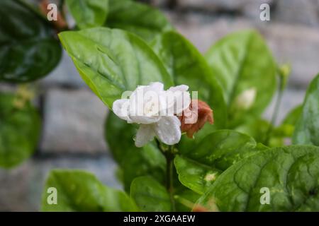 Schöne weiße Jasmin Blume blüht auf Pflanze, in indien bekannt als Mogra, Jui, Chameli, mallika, Jai, es ist nationale Blume der philippinen, wo es bekannt ist Stockfoto