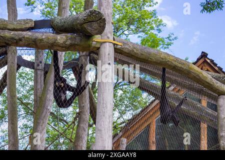 Jihlava, Tschechische Republik - 4. Juli 2024: Innenraum der Pavillons in einem modernen Zoo Stockfoto