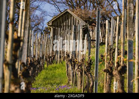 Weinberg mit Hütte im Frühling - Halblanger Schuss in der Abendsonne. Stockfoto