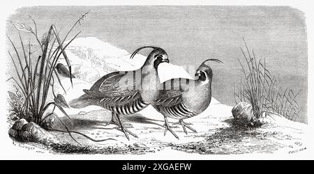 Callipepla californica (Lophortyx oder Callipepla californica) Vereinigte Staaten von Amerika, Zeichnung von Rouyer. Reise nach Kalifornien, 1859 von Louis Simonin (1830-1886) Le Tour du Monde 1862 Stockfoto