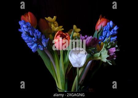 Strauß verschiedener Blumen vor dunklem Hintergrund. Rote Tulpen, Blaue Hyazinthen, Gelbe Narzissen, Lila Anemonen. Stockfoto
