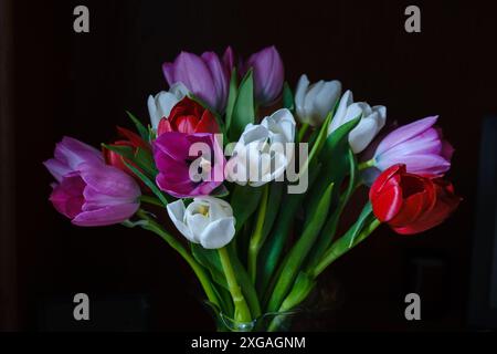 Bouquet aus einer Mischung aus violetten, weißen und roten Tulpen vor dunklem Hintergrund. Stockfoto