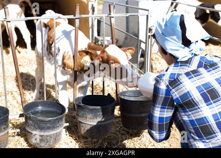 Frauenpflege ernährt zwei Wochen altes Kalb aus einer Flasche mit Dummy Stockfoto