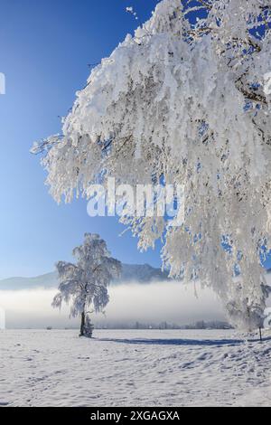 Schneebedeckte Bäume, vor Bergen, sonnig, Winter, Loisach-Kochelsee-Moor, Bayern, Deutschland, Europa Stockfoto