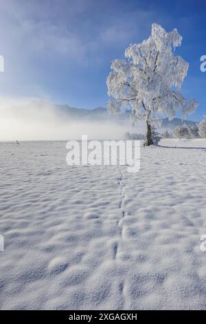 Schneebedeckte Bäume, vor Bergen, sonnig, Winter, Loisach-Kochelsee-Moor, Bayern, Deutschland, Europa Stockfoto