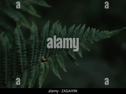 Marienkäfer auf einem schönen grünen Farnblatt Stockfoto