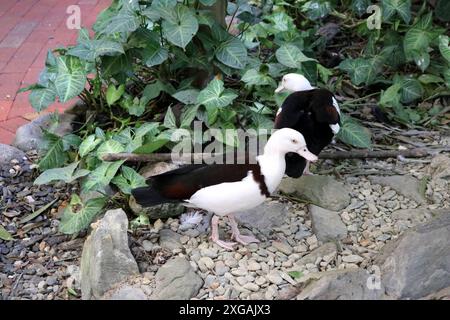 Radjah Shelduck (Radjah Radjah) Konfrontation Dusky Moorhen (Gallinula tenebrosa) : (Bild Sanjiv Shukla) Stockfoto