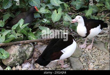 Radjah Shelduck (Radjah Radjah) Konfrontation Dusky Moorhen (Gallinula tenebrosa) : (Bild Sanjiv Shukla) Stockfoto