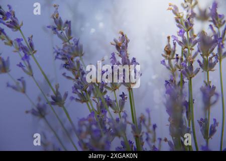 Eine Nahaufnahme blühender Lavendelblüten in sanftem, natürlichem Sonnenlicht. Stockfoto
