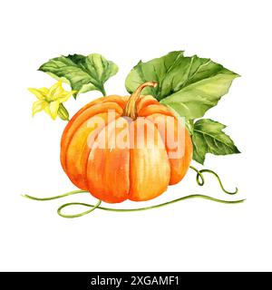 Aquarell reifer oranger Kürbis mit grünen Blättern, Stielen und gelben Blüten, Herbstlese-Illustration, handgezeichnete Skizze auf weißem Hintergrund, für Hal Stockfoto