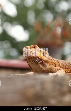 Porträt des bärtigen Drachen auf dem Tisch auf dem Balkon. Sie wärmt sich in der Sonne auf und liegt zwischen den Blumen draußen. Stockfoto