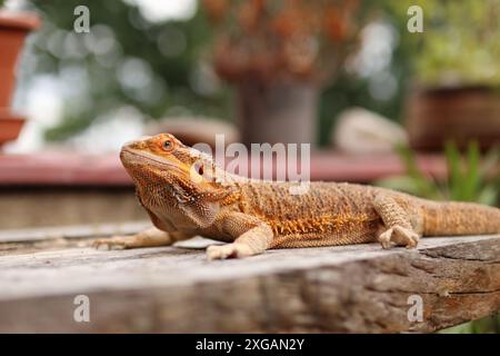 Porträt des bärtigen Drachen auf dem Tisch auf dem Balkon. Sie wärmt sich in der Sonne auf und liegt zwischen den Blumen draußen. Stockfoto