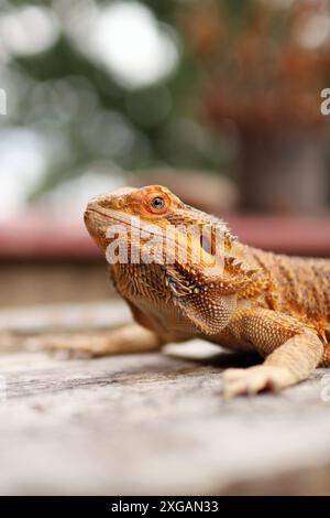 Porträt des bärtigen Drachen auf dem Tisch auf dem Balkon. Sie wärmt sich in der Sonne auf und liegt zwischen den Blumen draußen. Stockfoto