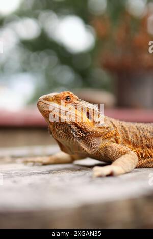 Porträt des bärtigen Drachen auf dem Tisch auf dem Balkon. Sie wärmt sich in der Sonne auf und liegt zwischen den Blumen draußen. Stockfoto