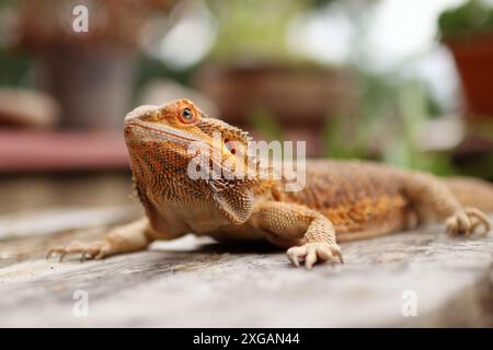 Porträt des bärtigen Drachen auf dem Tisch auf dem Balkon. Sie wärmt sich in der Sonne auf und liegt zwischen den Blumen draußen. Stockfoto