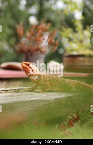 Porträt des bärtigen Drachen auf dem Tisch auf dem Balkon. Sie wärmt sich in der Sonne auf und liegt zwischen den Blumen draußen. Stockfoto