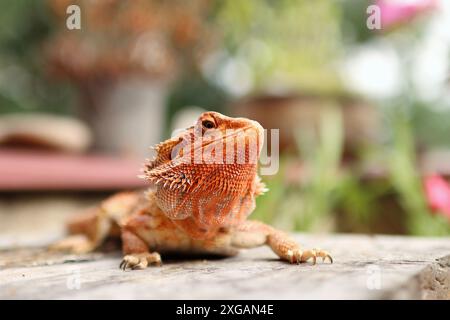 Porträt des bärtigen Drachen auf dem Tisch auf dem Balkon. Sie wärmt sich in der Sonne auf und liegt zwischen den Blumen draußen. Stockfoto