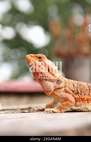 Porträt des bärtigen Drachen auf dem Tisch auf dem Balkon. Sie wärmt sich in der Sonne auf und liegt zwischen den Blumen draußen. Stockfoto