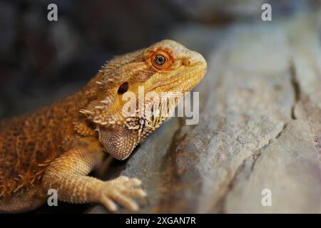 Porträt eines bärtigen Drachen, der auf Stein im Terrarium liegt. Stockfoto