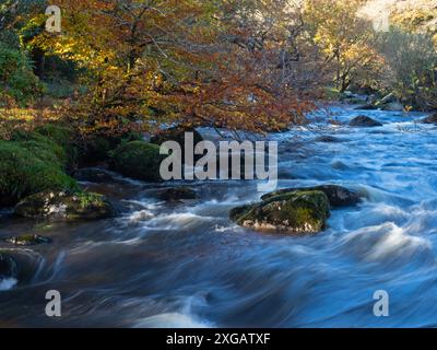 East Dart River und überhängende Buche, in der Nähe von Dartmeet, Dartmoor National Park, Devon, England, Großbritannien, November 2020 Stockfoto