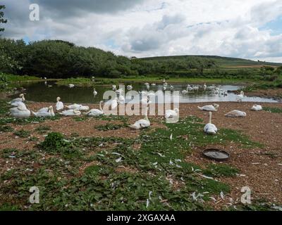 Stummgeschwan Cygnus olor Group, Abbotsbury Swannery, Dorset, England, Vereinigtes Königreich, Juli 2021 Stockfoto