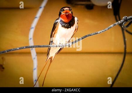 Die Rauchschwalbe Hirundo rustica ist leicht an ihrem metallisch blauen Rücken, den langen, tief gegabelten Schwanzfedern und der rotbraunen Kehle zu erkennen. Diese Zugvögel sind in Europa, Asien, Afrika und Amerika verbreitet. Sie bauen ihre Nester aus Lehm und Gras oft in menschlichen Strukturen wie Scheunen. Rauchschwalben ernähren sich hauptsächlich von Insekten, die sie im Flug gefangen. Sie sind bekannt für ihre akrobatischen Flugkünste und ihr zwitscherndes Gezwitscher. *** Die Scheunenschwalbe Hirundo rustica ist leicht an ihrem metallisch blauen Rücken, langen, tief gespaltenen Schwanzfedern zu erkennen Stockfoto